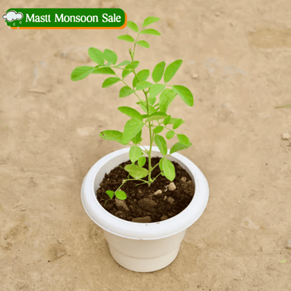 Aparajita / Asian Pigeonwings (Any Colour) in 6 Inch White Classy Plastic Pot