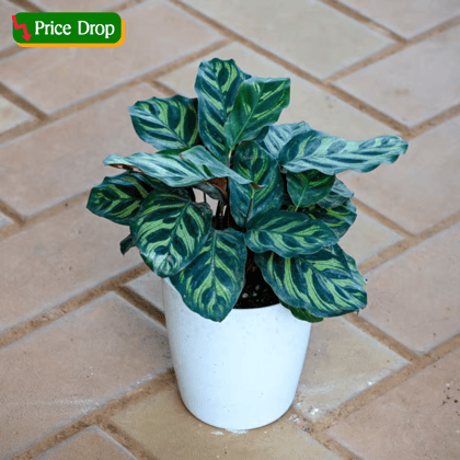Gift Ready - Calathea Makoyana in 5 Inch White Sphere Plastic Pot With a Chic Bag