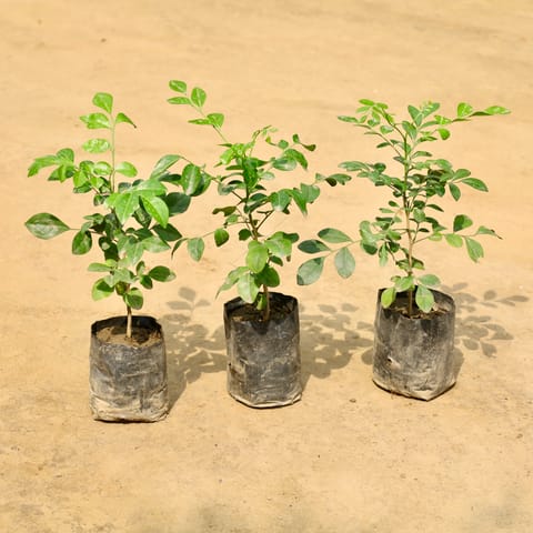 Set of 3 - Murraya / Madhu Kamini (Any Colour) in 4 Inch Nursery Bag