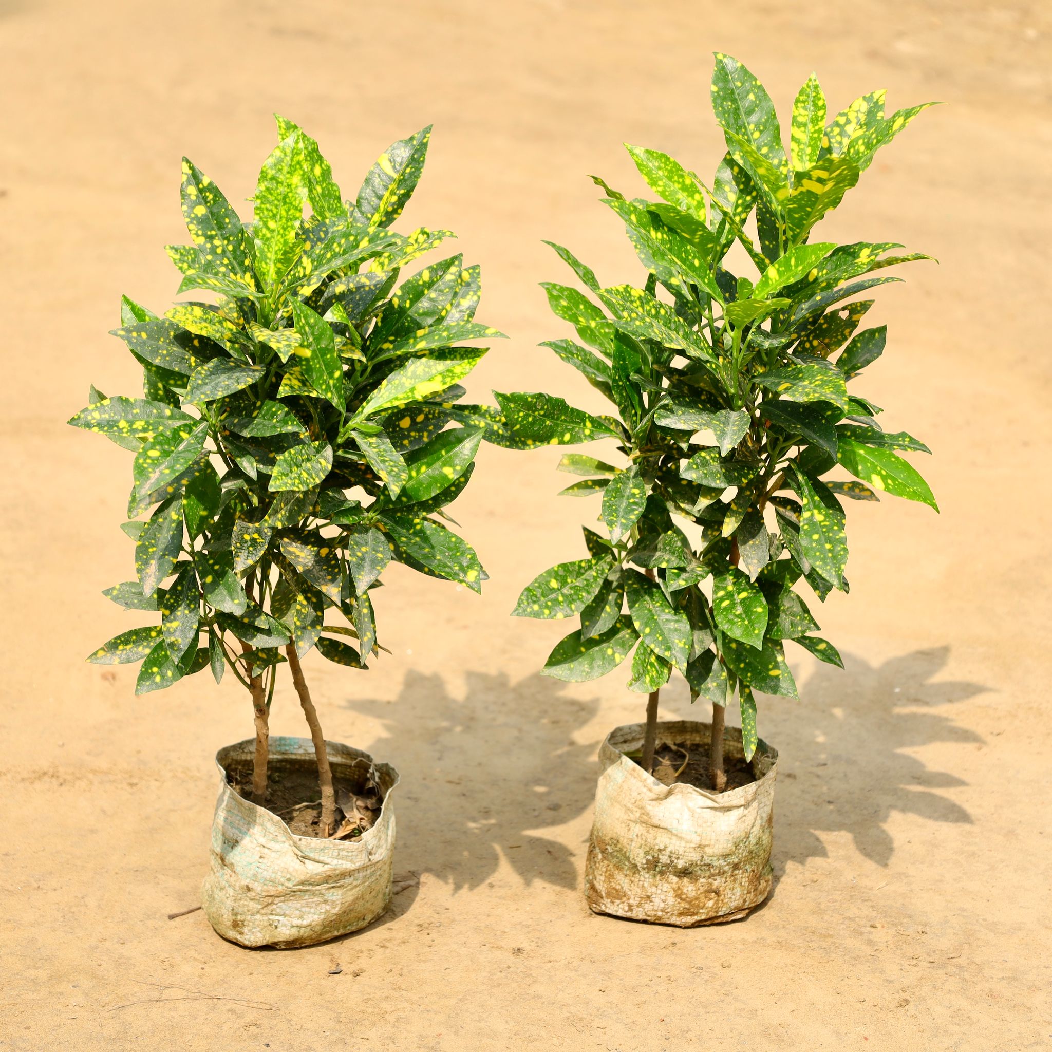 Set of 2 - Baby Croton in 4 Inch Nursery Bag