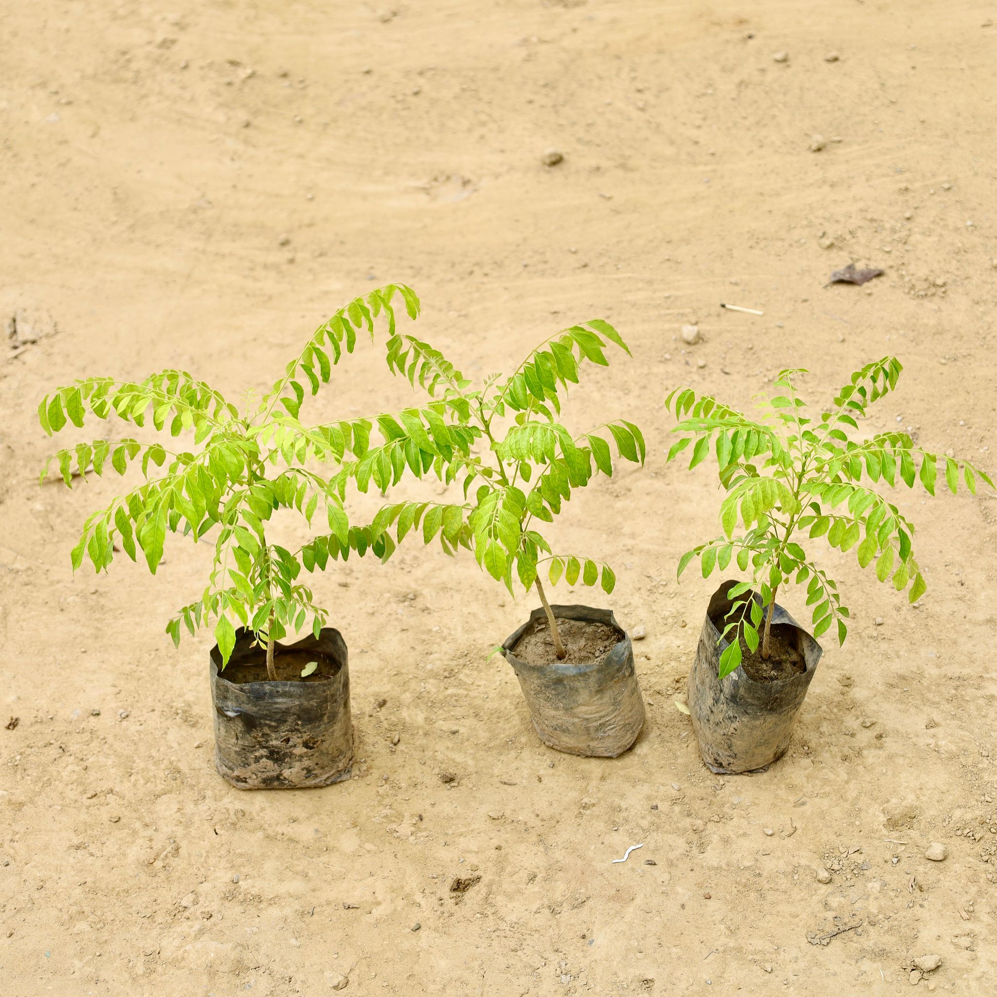 Set of 3 - Curry Patta in 4 Inch Nursery Bag
