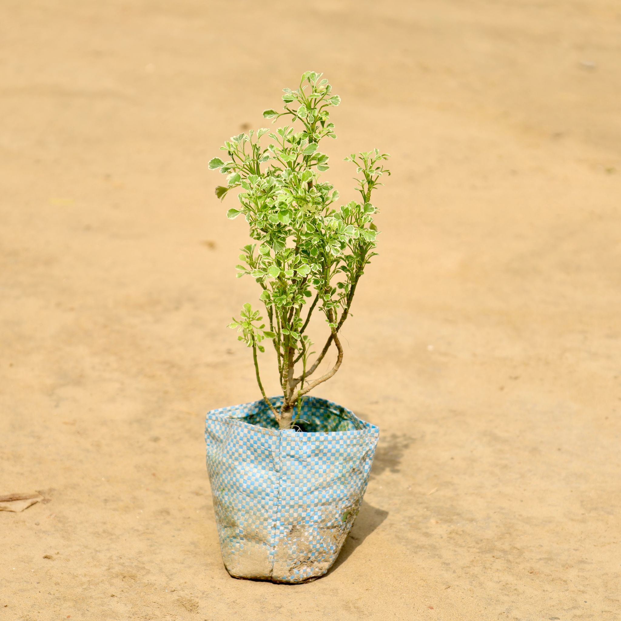 Aralia Variegated in 4 Inch Nursery Bag