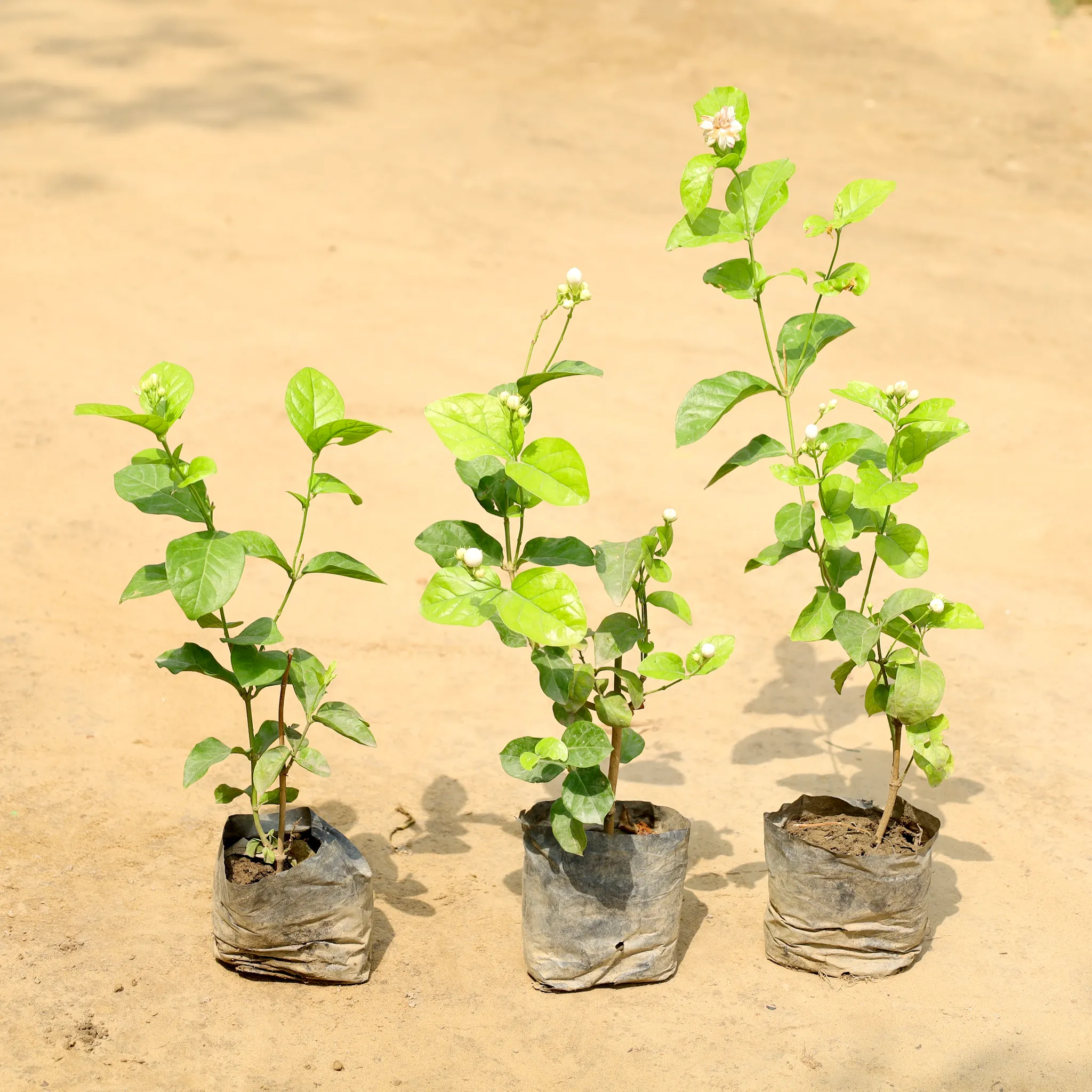Set of 3 - Mogra / Jasmine (Any Colour) in 4 Inch Nursery Bag