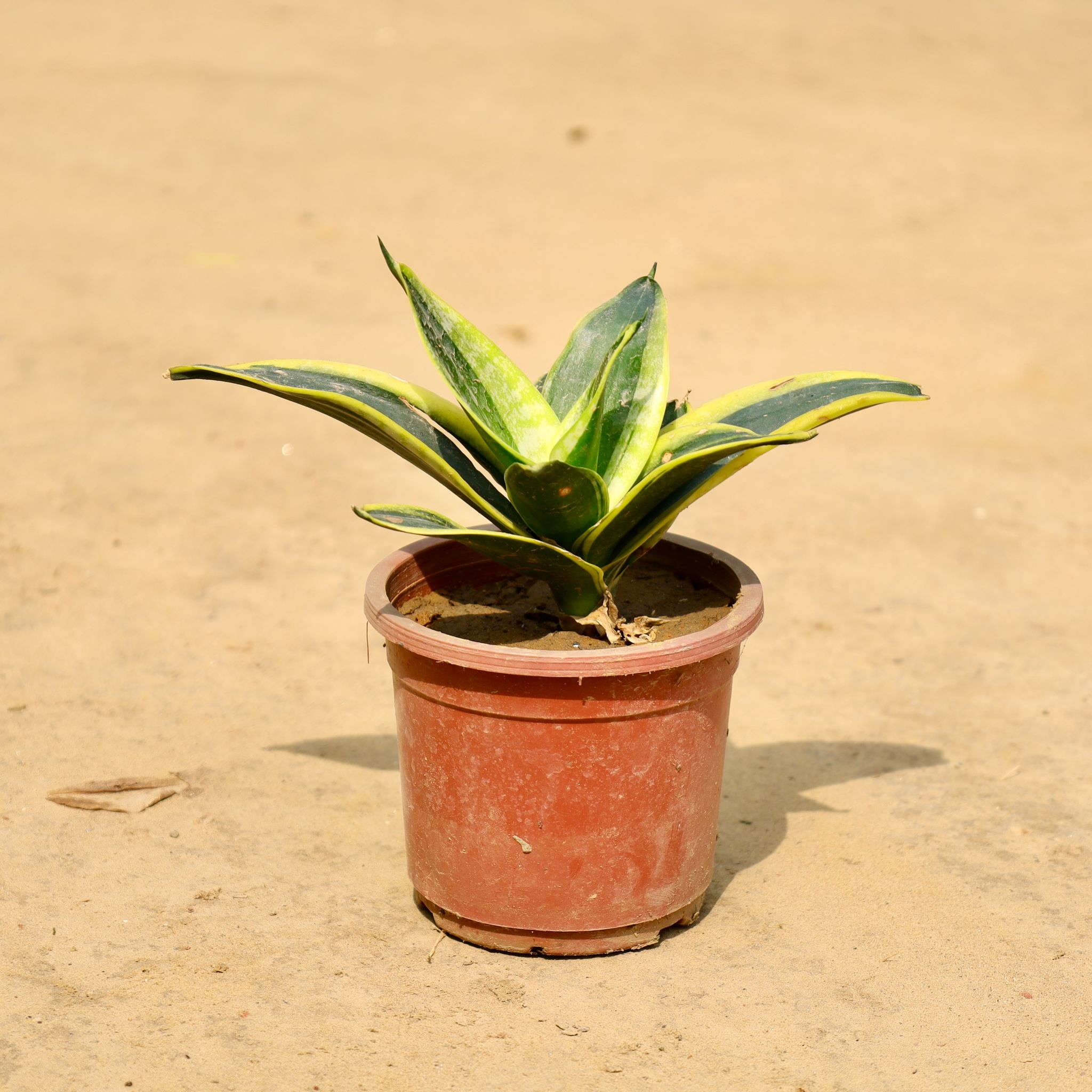 Snake Dwarf Green in 4 Inch Nursery Pot