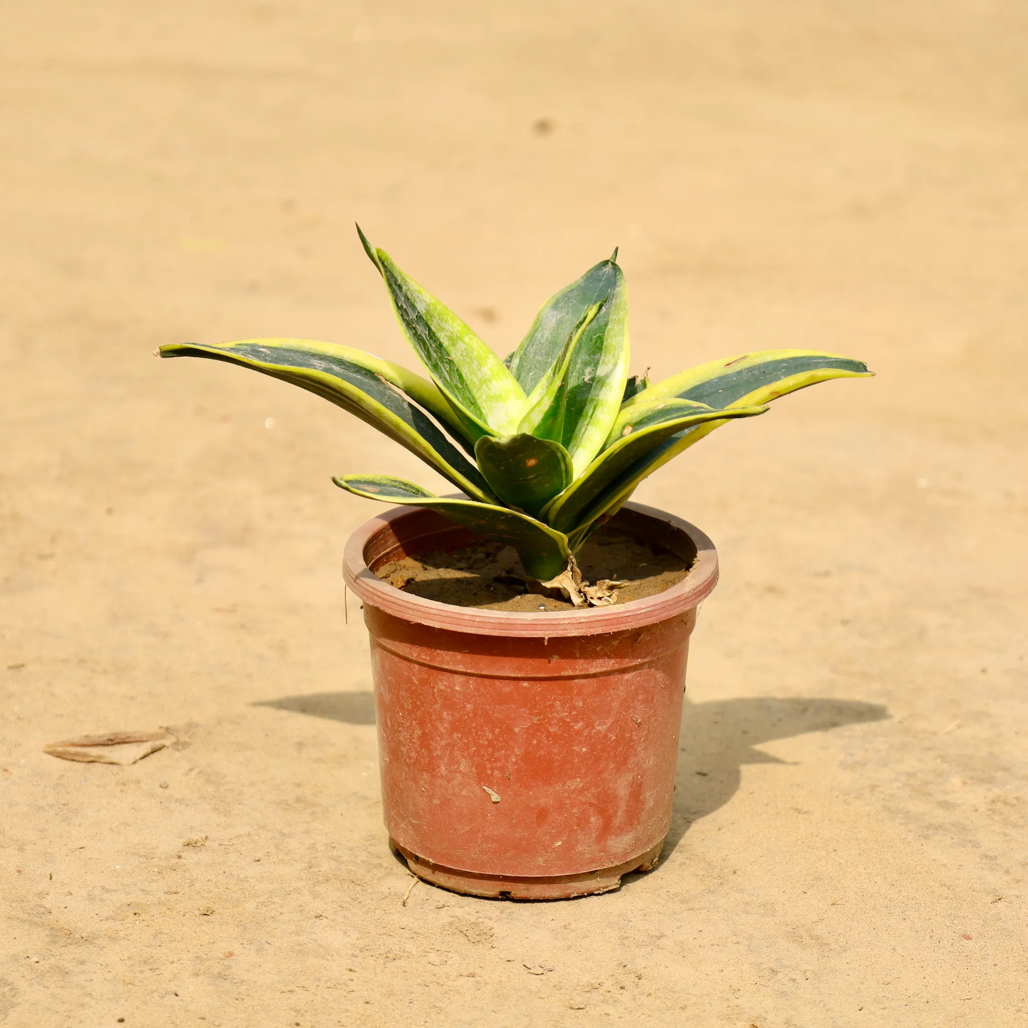 Snake Dwarf Green in 4 Inch Nursery Pot