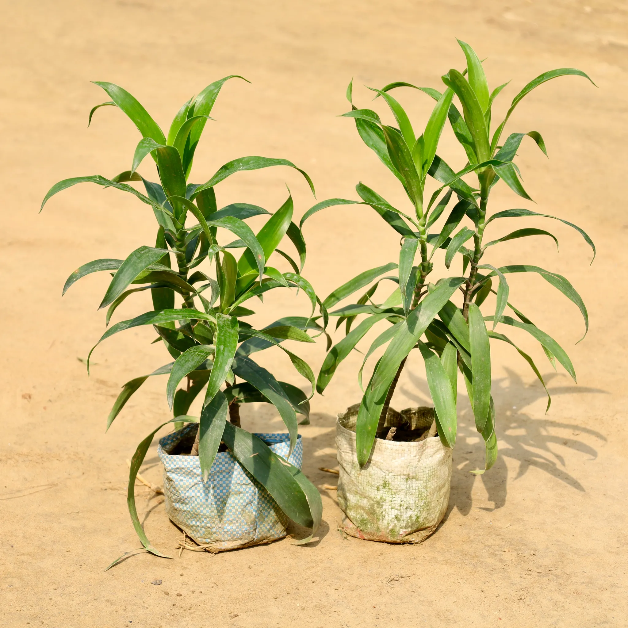Set of 2 - Dracaena Green in 4 Inch Nursery Bag