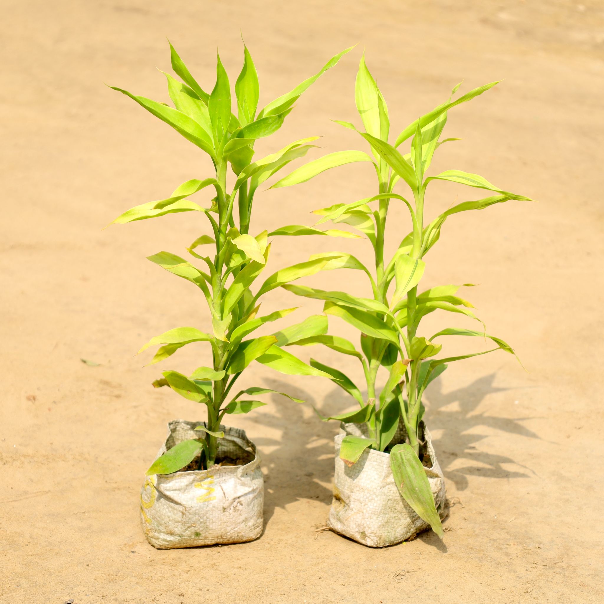 Set of 2 - Golden Lucky Bamboo in 4 Inch Nursery Bag