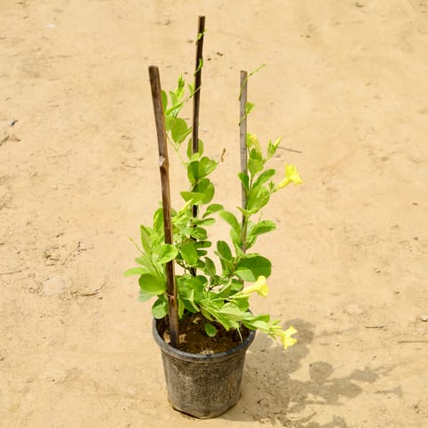 Allamanda Creeper (Any Colour) in 8 Inch Nursery Pot