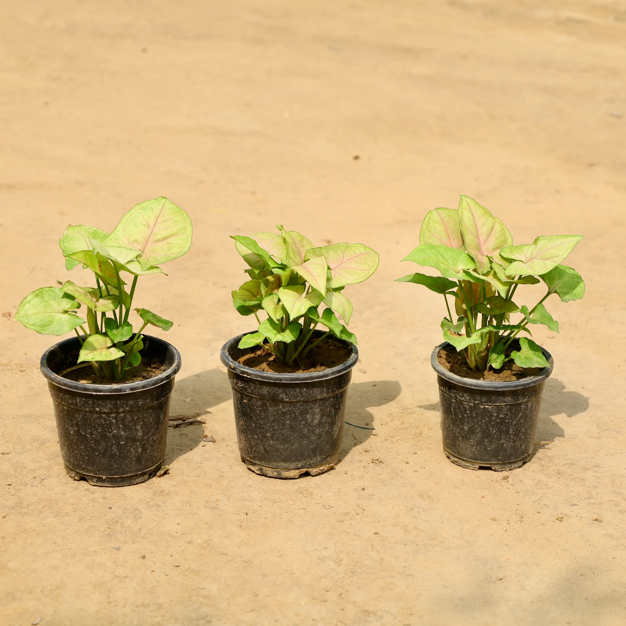 Set of 3 - Syngonium Dwarf (Any Colour) in 4 Inch Nursery Pot