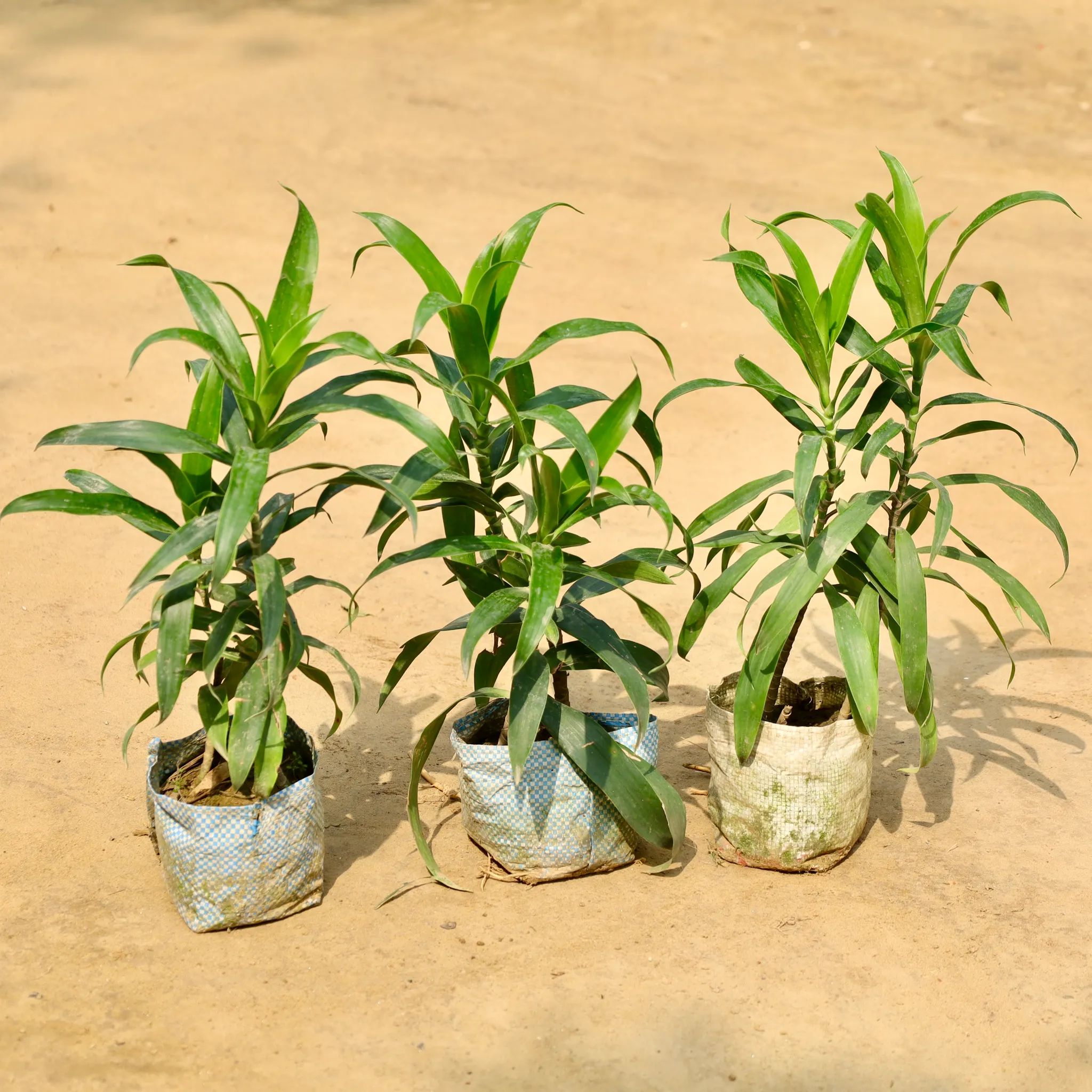 Set of 3 - Dracaena Green in 4 Inch Nursery Bag