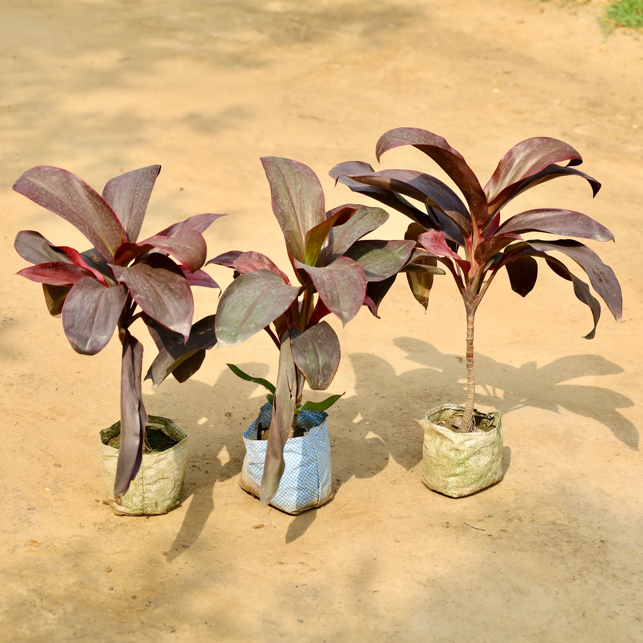 Set of 3 - Dracaena Rosea in 4 Inch Nursery Bag