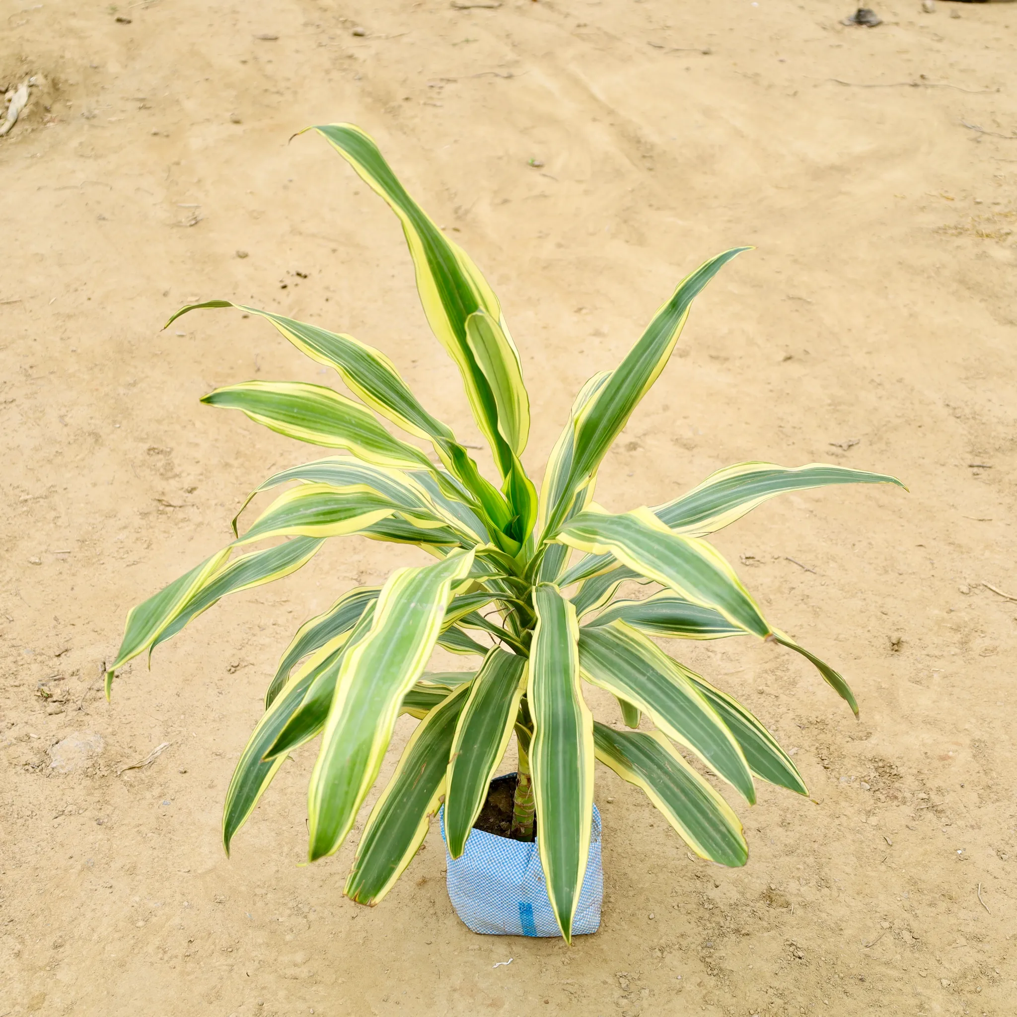 Dracaena Victoria in 6 Inch Nursery Bag