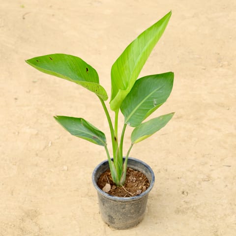 Bird of Paradise in 8 Inch Nursery Pot