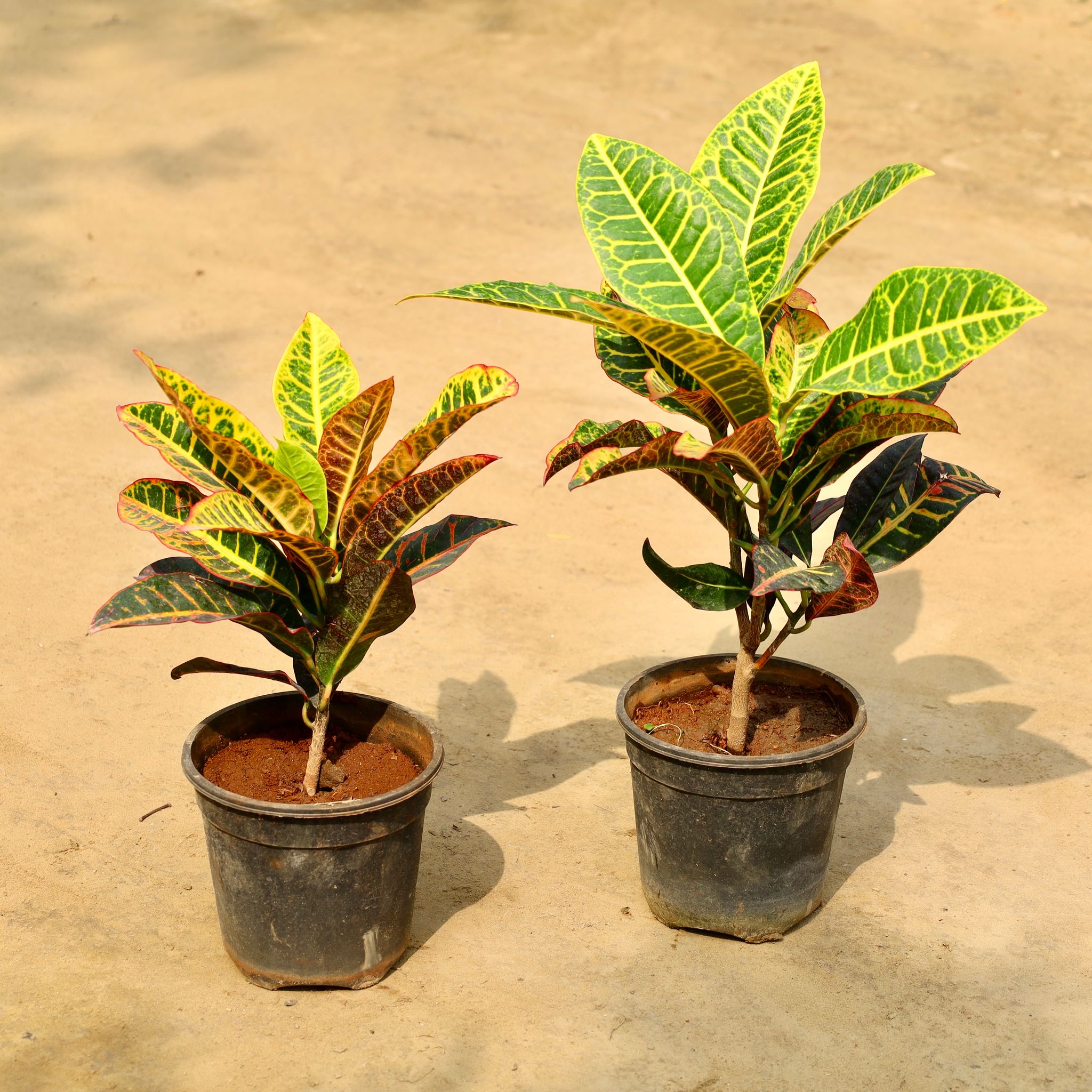 Set of 2 - Croton Petra in 6 Inch Nursery Pot