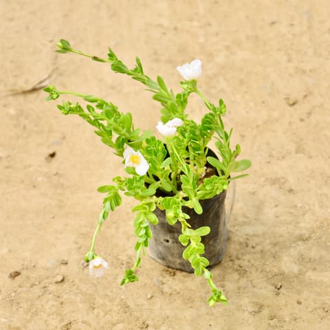 Portulaca Moss rose (Any Colour) in 4 Inch Nursery Bag
