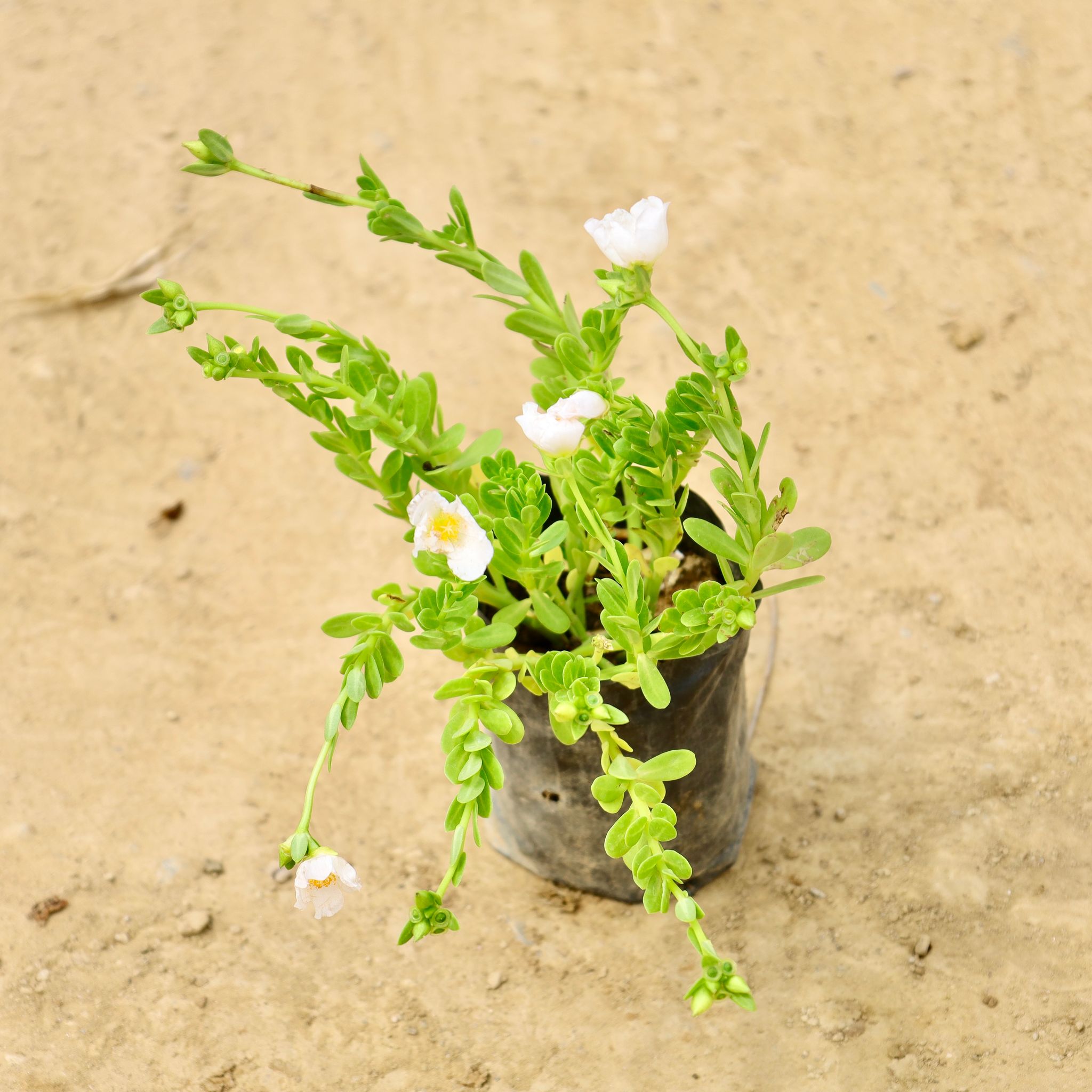 Portulaca Moss rose (Any Colour) in 4 Inch Nursery Bag