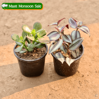 Set Of 2 - Crasulla & Wandering Jew in 4 Inch Nursery Pot