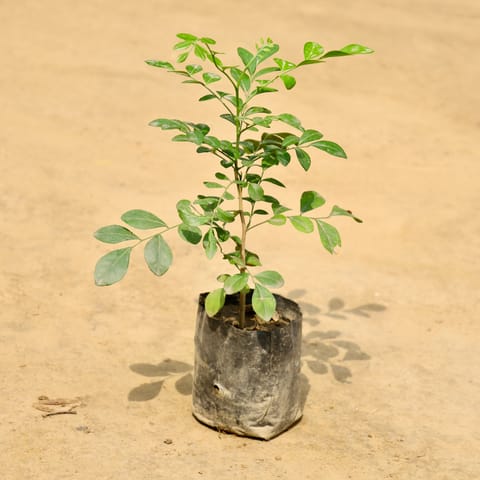 Murraya / Madhu Kamini (Any Colour) in 4 Inch Nursery Bag