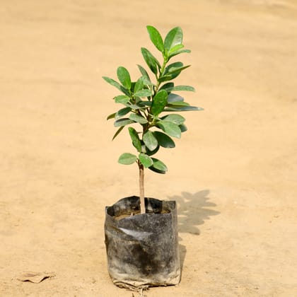 Buy Long Iceland in 4 Inch Nursery Bag Online | Urvann.com