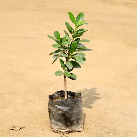 Long Iceland in 4 Inch Nursery Bag