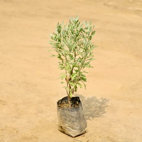 Lavender in 4 Inch Nursery Bag