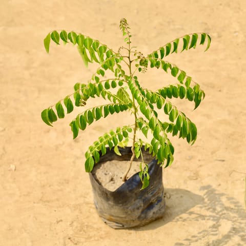 Curry Patta in 4 Inch Nursery Bag