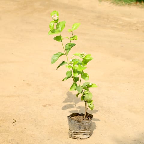 Mogra / Jasmine (Any Colour) in 4 Inch Nursery Bag