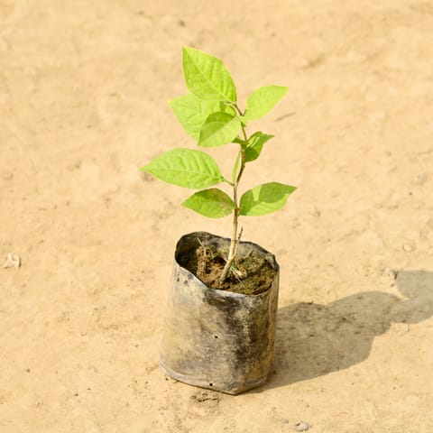 Bel Patra in 4 Inch Nursery Bag