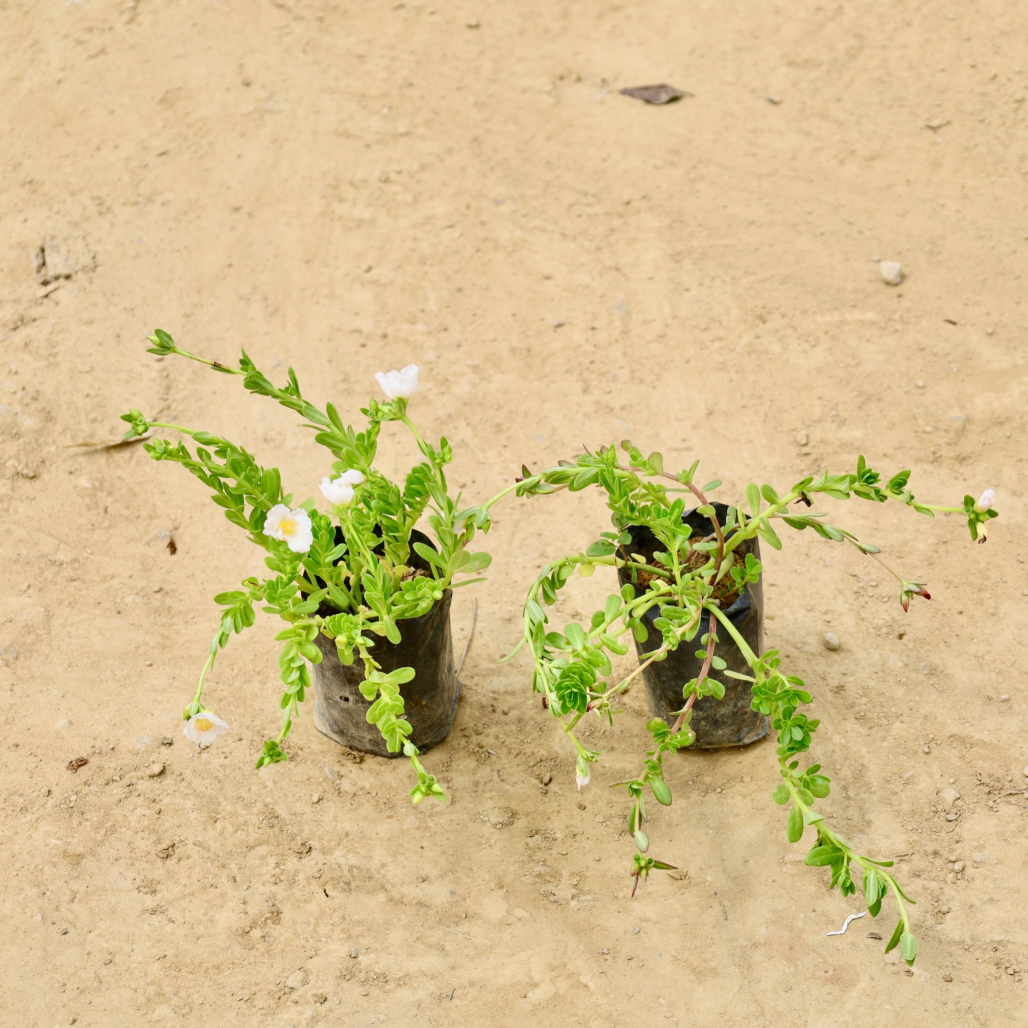 Set of 2 - Portulaca Moss rose (Any Colour) in 4 Inch Nursery Bag