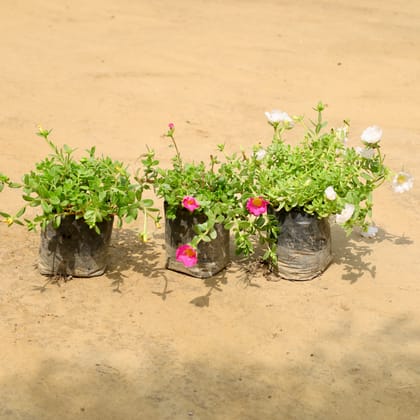 Buy Set of 3 - Kulfa / Purslane in 4 Inch Nursery Bag Online | Urvann.com