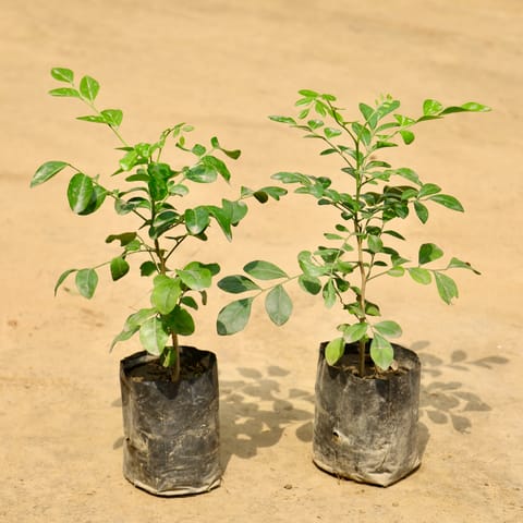 Set of 2 - Murraya / Madhu Kamini (Any Colour) in 4 Inch Nursery Bag