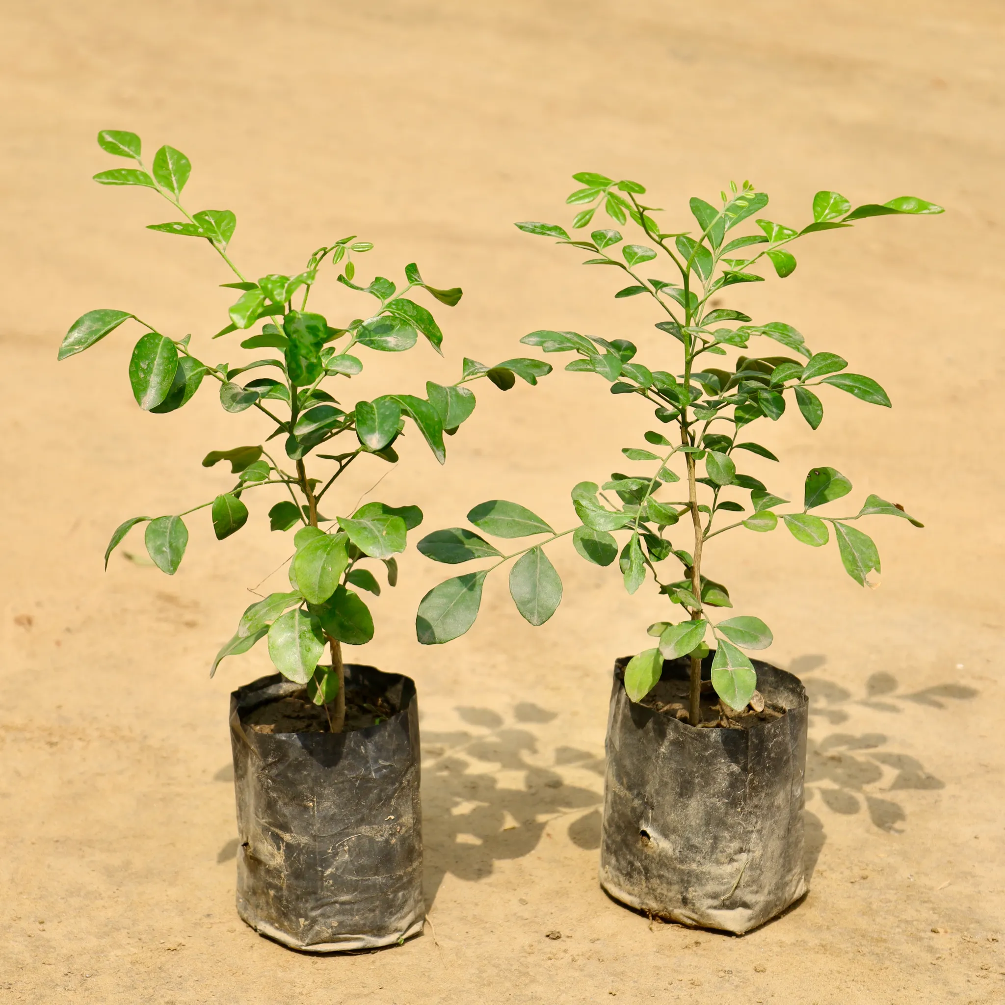 Set of 2 - Murraya / Madhu Kamini (Any Colour) in 4 Inch Nursery Bag