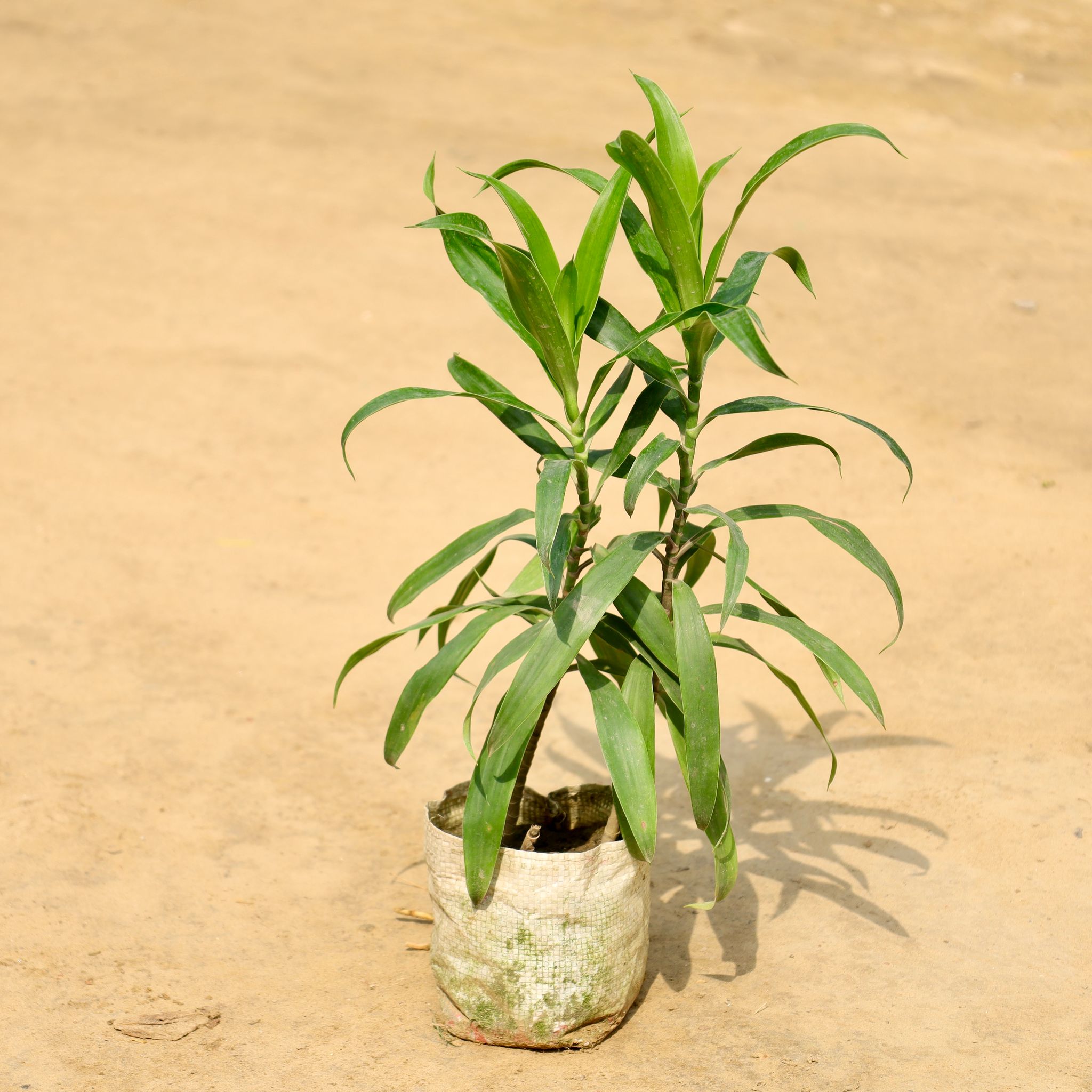 Dracaena Green in 4 Inch Nursery Bag