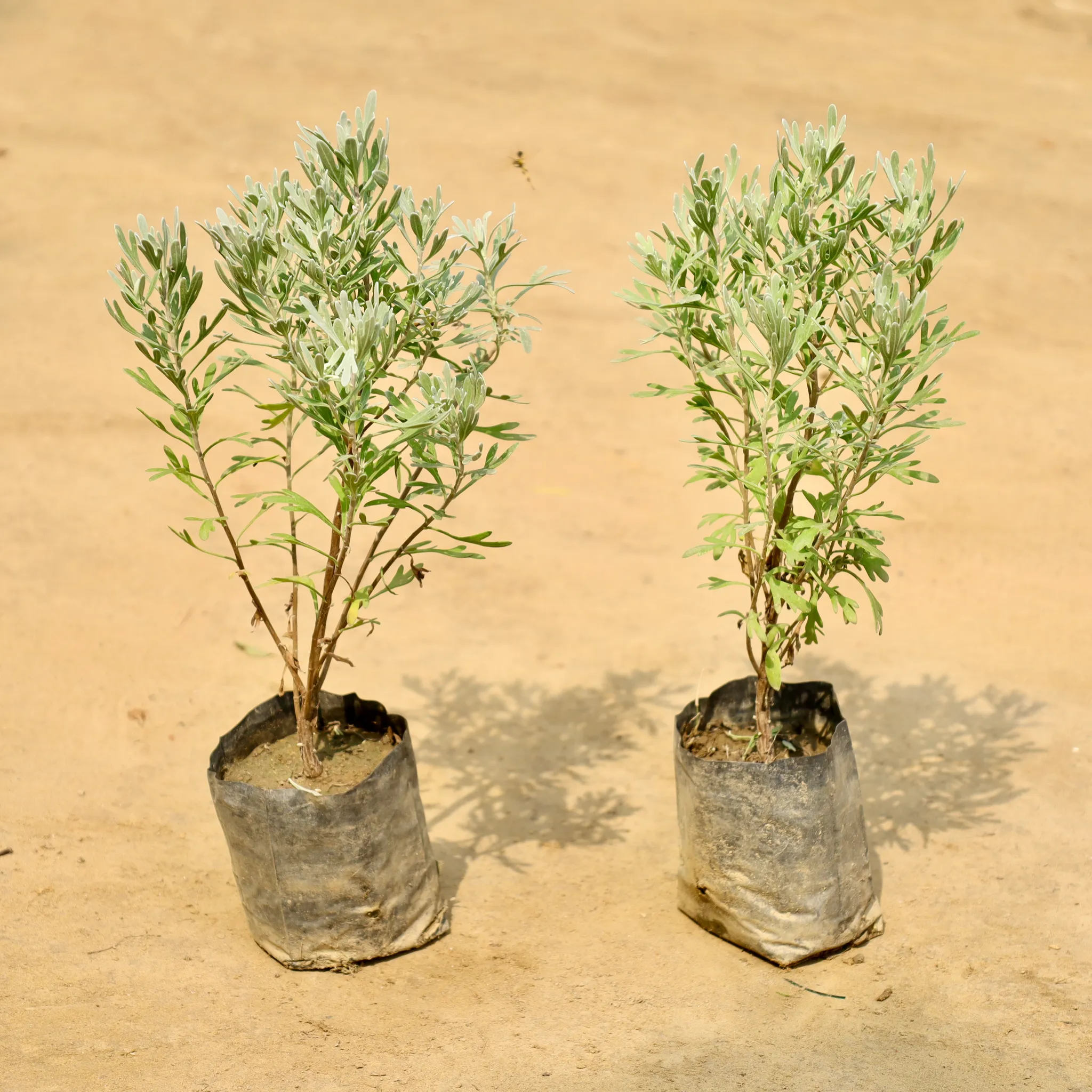 Set of 2 - lavender in 4 Inch Nursery Bag