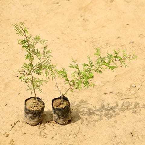 Set of 2 - Shami Plant in 4 Inch Nursery Bag