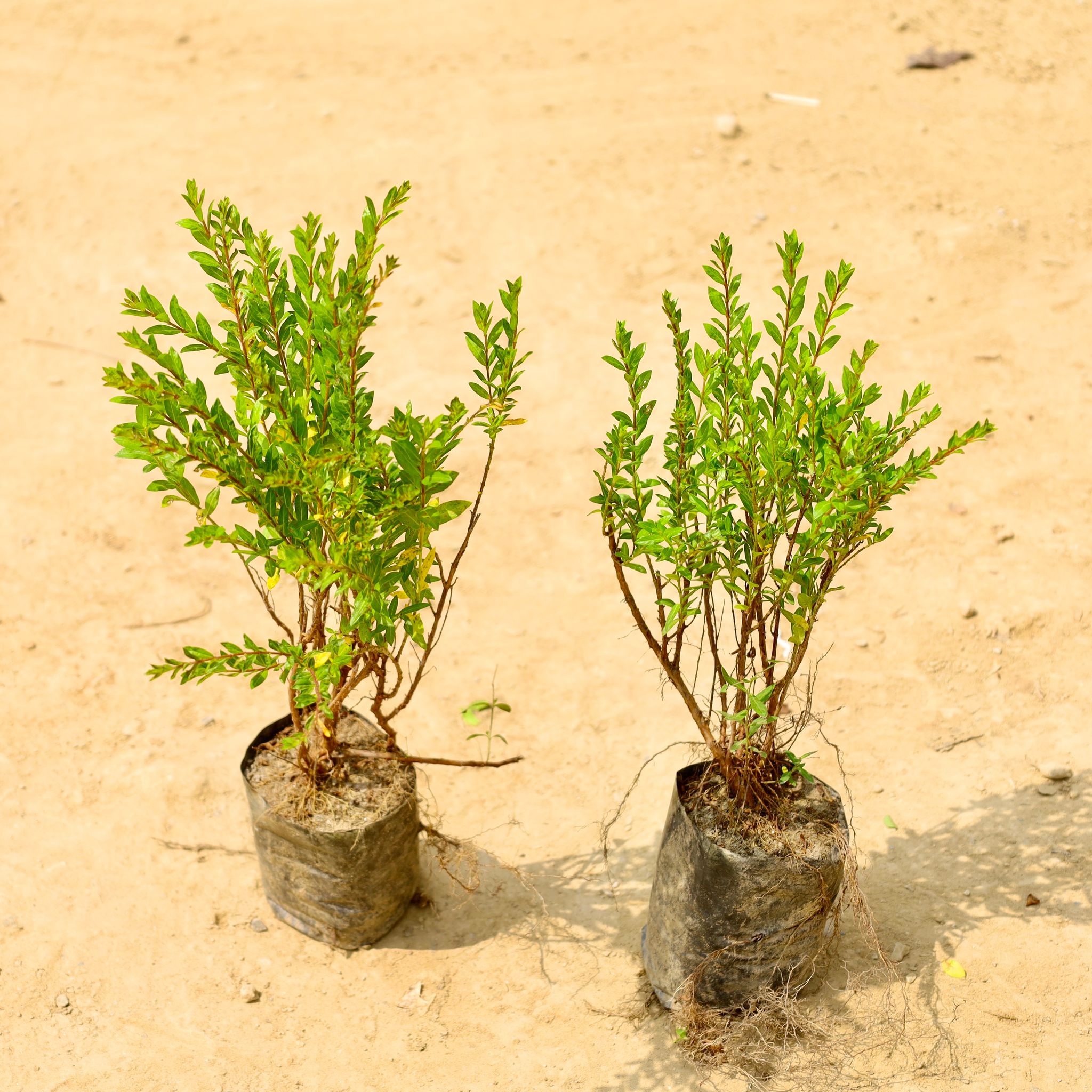 Set of 2 - Cuphea / False Heather (Any Colour) in 4 Inch Nursery Bag