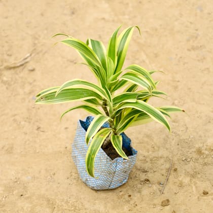 Buy Song of India in 5 Inch Nursery Bag Online | Urvann.com