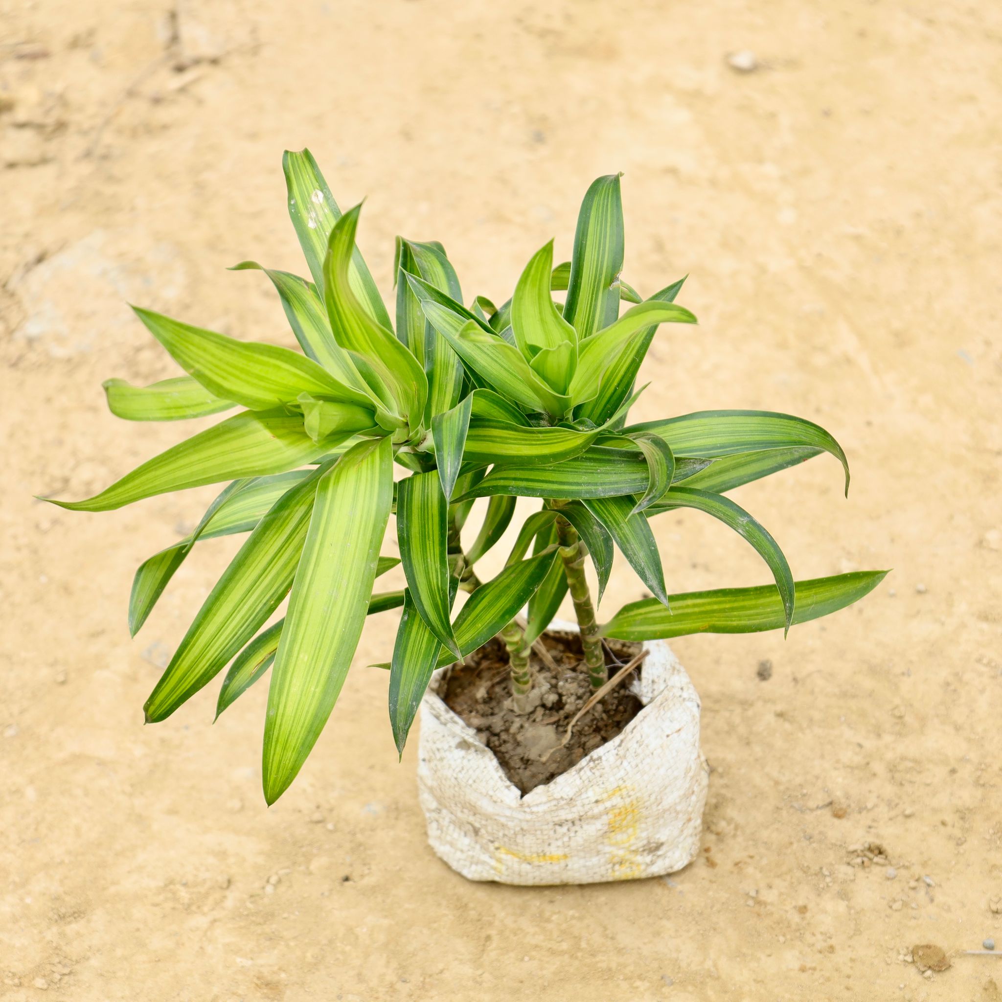 Dracaena Massanger in 5 Inch Nursery Bag