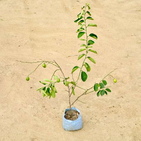Nimbu / Lemon in 4 Inch Nursery Bag