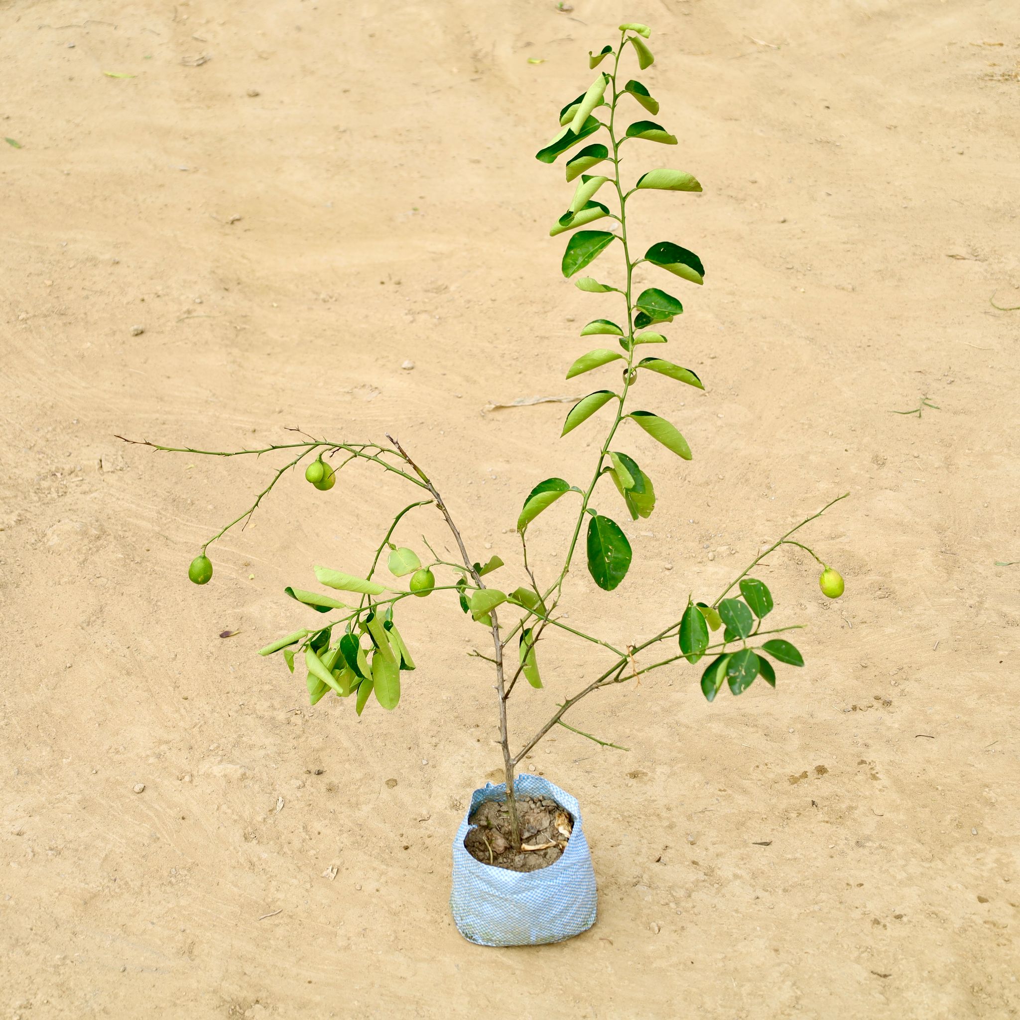 Nimbu / Lemon in 4 Inch Nursery Bag