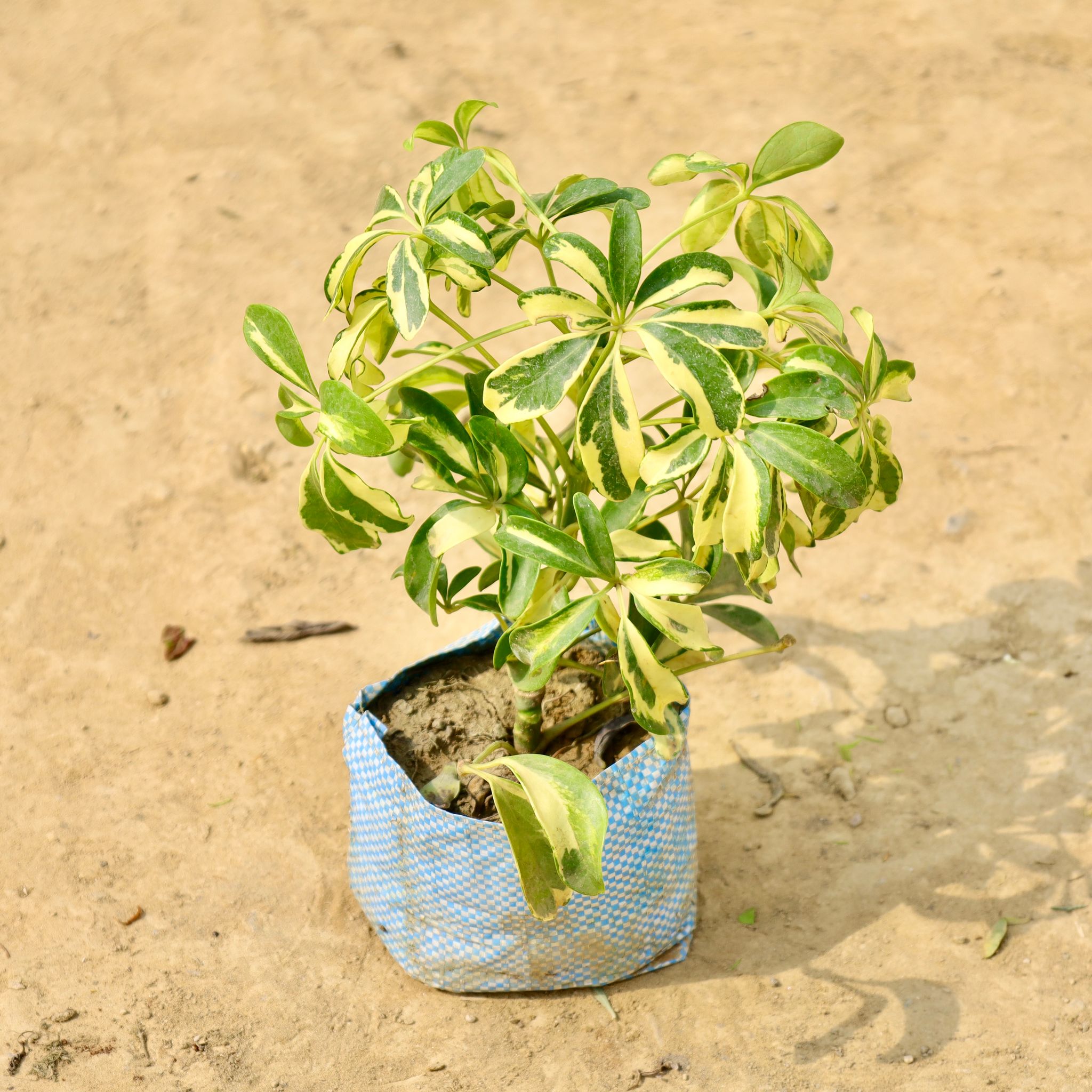 Schefflera Brassia in 4 Inch Nursery Bag