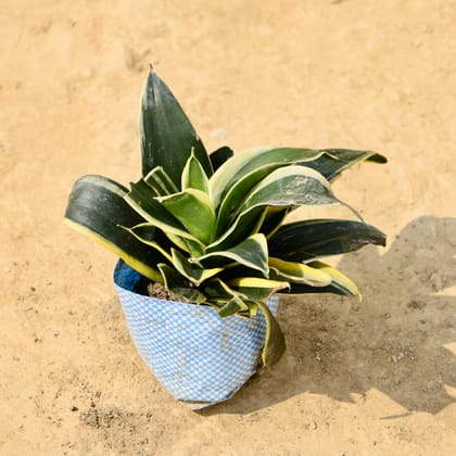 Buy Snake Dwarf in 4 Inch Nursery Bag Online | Urvann.com