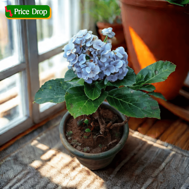 Hydrangea (Any colour) in 6 Inch Nursery Pot