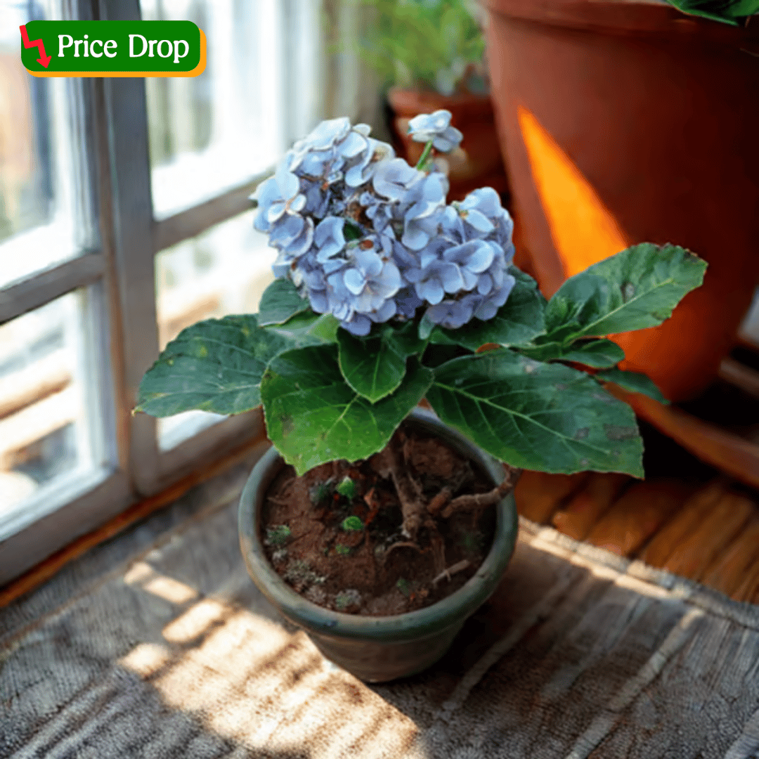 Hydrangea (Any colour) in 6 Inch Nursery Pot