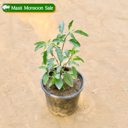 Shyama Tulsi in 6 Inch Nursery Pot