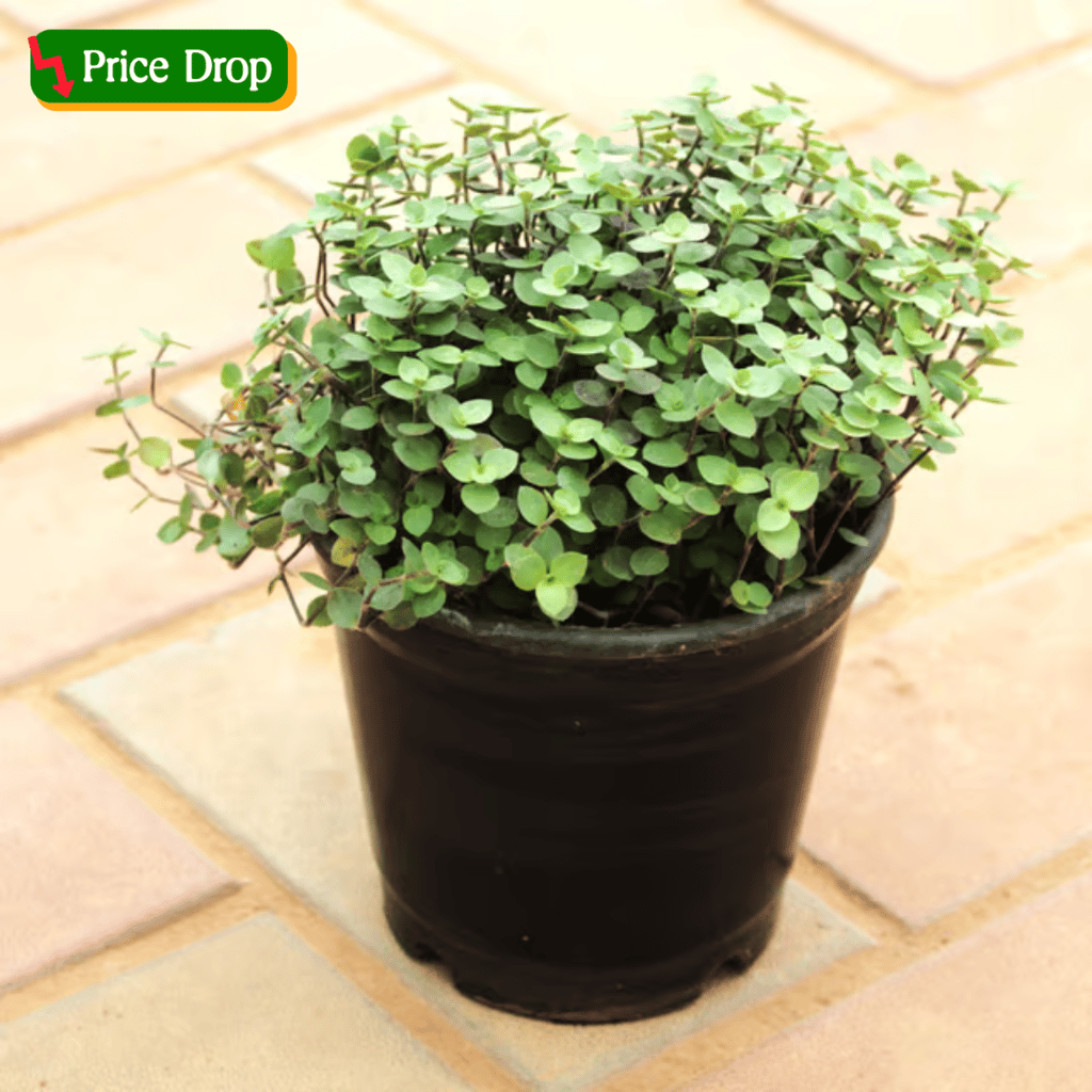 Turtle Vine Black in 5 Inch Nursery Pot Turtle Vine Black in 5 Inch Nursery Pot