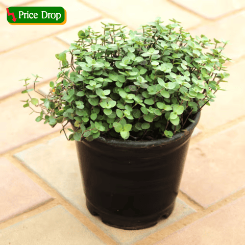 Turtle Vine Black in 5 Inch Nursery Pot