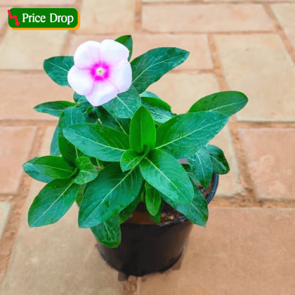 Periwinkle / Sadabahar / Vinca in 4 Inch Nursery Pot (Any Colour)
