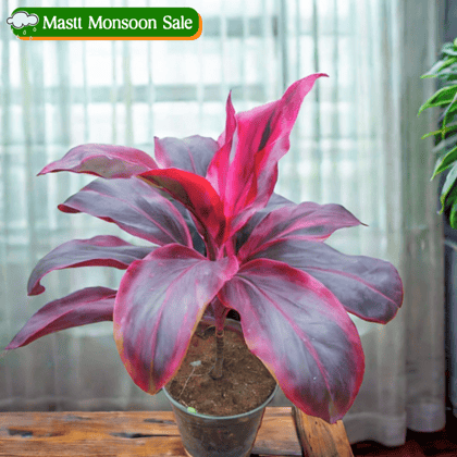 Dracaena Red Rubia Big Leaves (~ 1 ft) in 5 Inch Nursery Pot