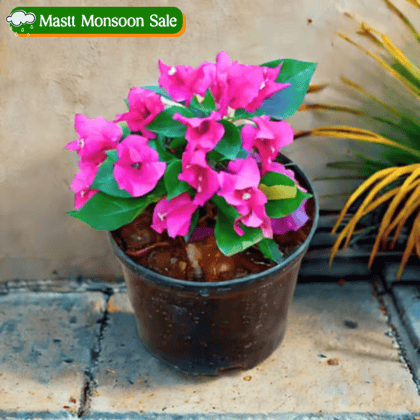 Bougainvillea Pink Dwarf in 5 Inch Nursery Pot